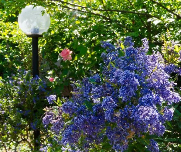 לינה וארוחת בוקר Il Giardino Di Matilde 3*